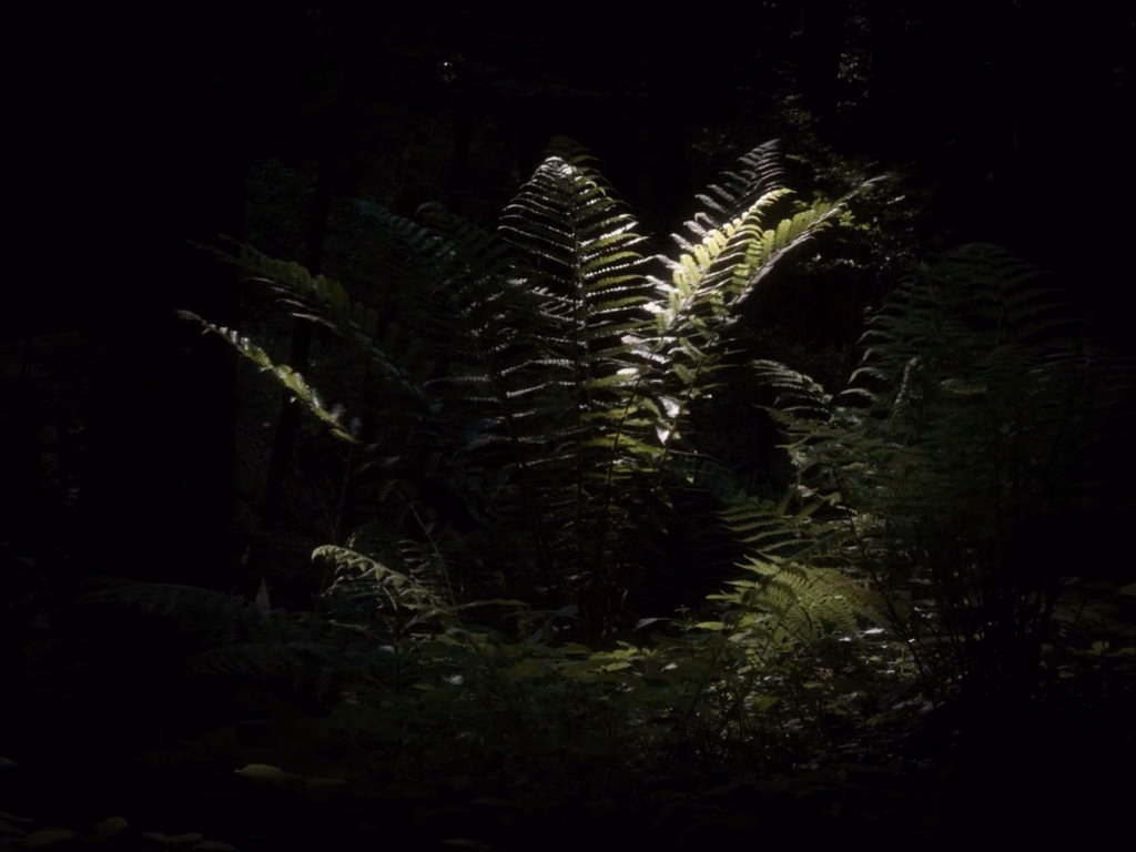 Heidenrod Naturfotografie: Ein Echter Wurmfarn im dramatischen Lichtspiel des dichten Wispertaunus fotografiert von Ulrich Eschenauer
