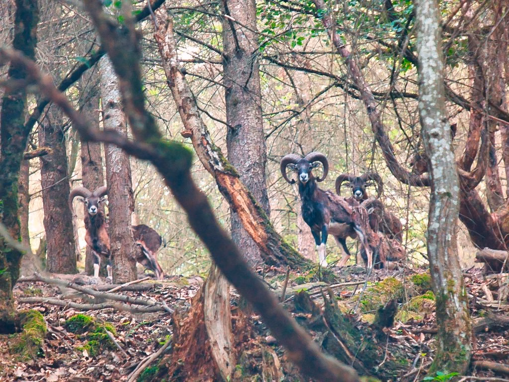 Heidenrod Naturfotografie: Majestätisches Muffelwild im dichten Wald des Wispertaunus fotografiert von Ulrich Eschenauer