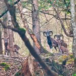 Heidenrod Naturfotografie: Majestätisches Muffelwild im dichten Wald des Wispertaunus fotografiert von Ulrich Eschenauer