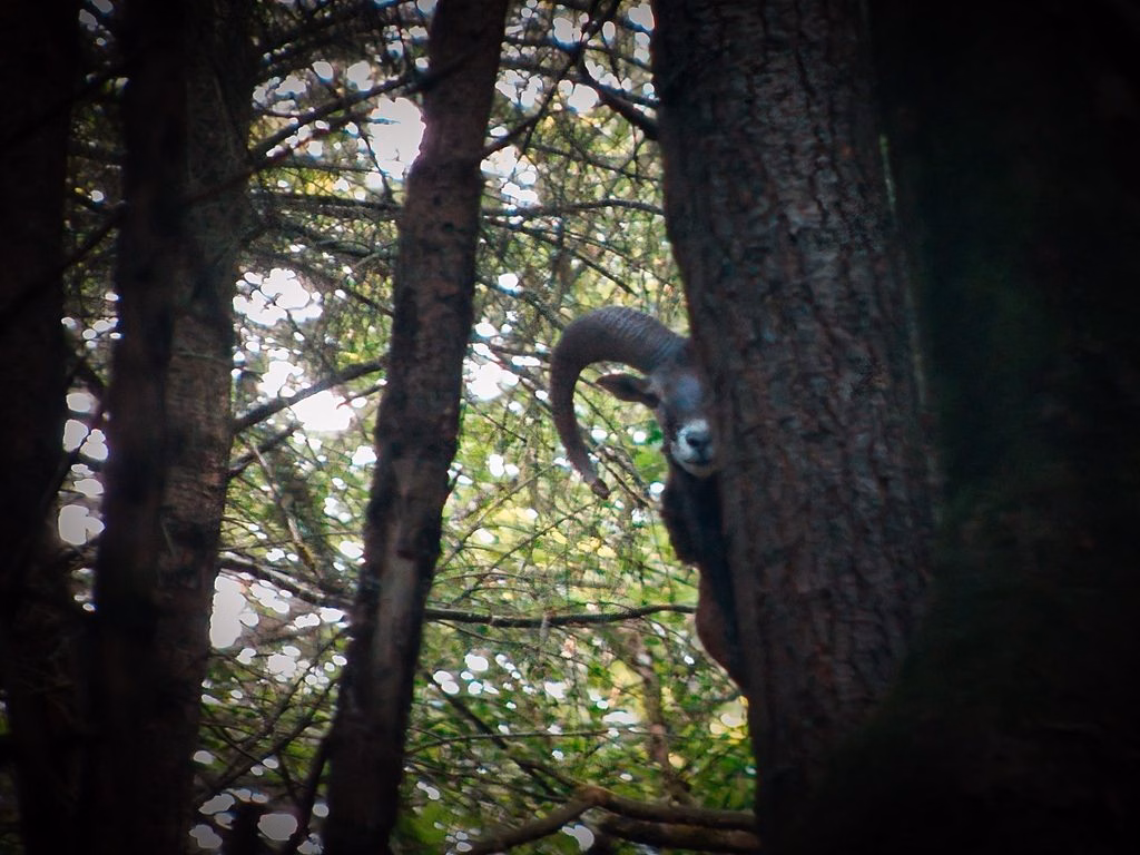 Heidenrod Naturfotografie: Wachsamer Mufflon Widder sichert hinter einem Baumstamm im Wispertaunus fotografiert von Ulrich Eschenauer