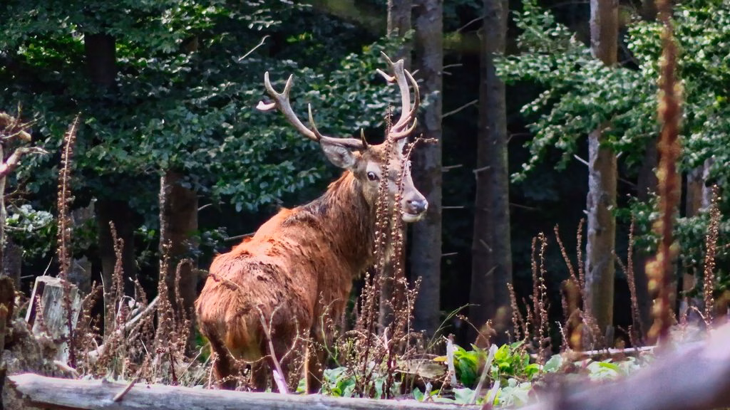 Ein stolzer, kapitaler Rothirsch sichert im waldreichen Wispertaunus fotografiert von Ulrich Eschenauer