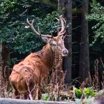 Heidenrod Naturfotografie: Ein stolzer, kapitaler Rothirsch sichert im waldreichen Wispertaunus fotografiert von Ulrich Eschenauer