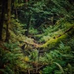 Heidenrod Naturfotografie: Eine tiefe, urige Waldschlucht voller Farne im unberührten Wispertaunus fotografiert von Ulrich Eschenauer