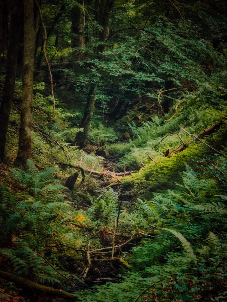 Eine tiefe, urige Waldschlucht voller Farne im unberührten Wispertaunus fotografiert von Ulrich Eschenauer