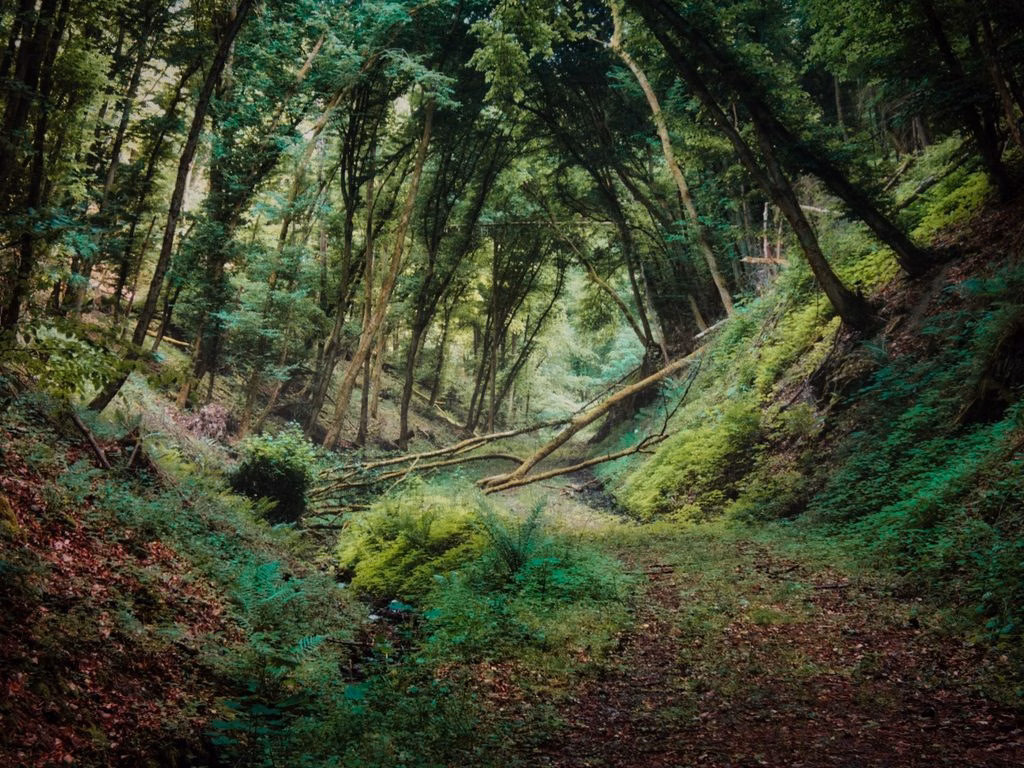 Heidenrod Naturfotografie: Verborgene Wege und dichte Wälder im urigen Wispertaunus fotografiert von Ulrich Eschenauer